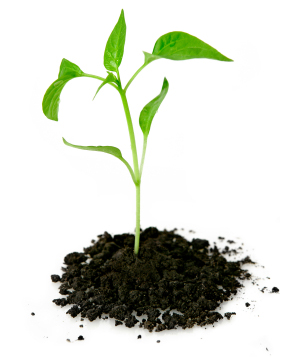 organic-seo